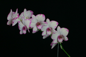 Den. Enobi Purple 'Splash'