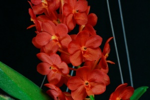 Image 131-9