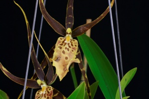 Image 132-8