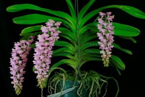 Aerides