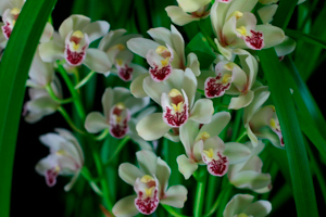 Cymbidiums