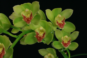 Cymbidium John William Easton