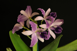 Image141-4