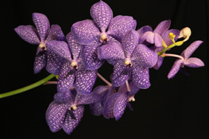 Image 143-11