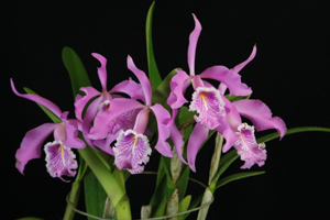 Image 149-3