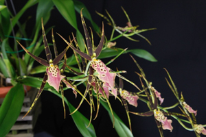 Member's Choice from the Show Table