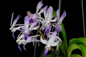 Image 153-11