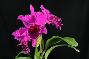 Member's Choice from the Show Table