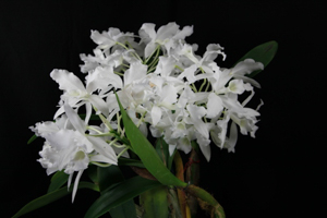 Member's Choice from the Show Table