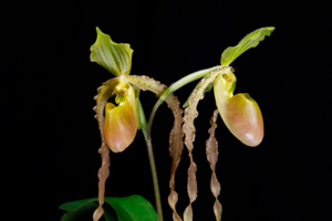 Member's Choice from the Show Table