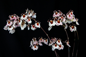 Tolumnias