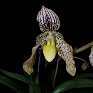 Image 161-9