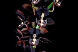 Image 162-5