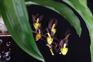 Member's Choice from the Show Table