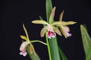 Image 169-5