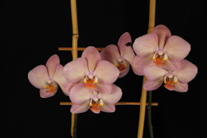 Image 170-11