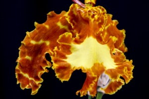 Image 170-7