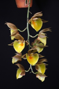 Catasetum Culture