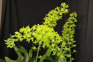 Member's Choice from the Show Table
