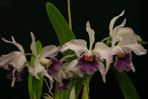 Image 2-2