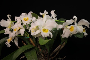Member's Choice from the Show Table