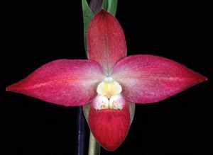 Phragmipediums