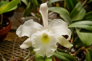 Image 246-1