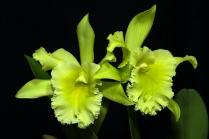 Member's Choice from the Show Table