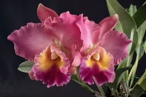 Photo of the Month from the Show Table