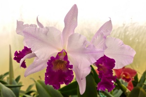 Photo of the Month from the Show Table