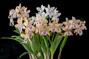 Photo of the Month from the Show Table