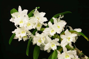 Nobile Dendrobium