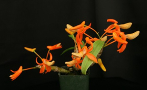 Dendrobiums