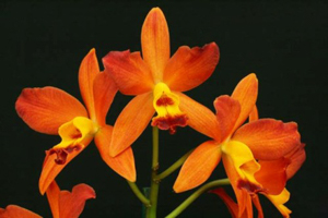 Laelia Hybrids