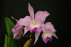 Image 5-2