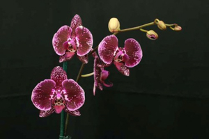 Phalaenopsis