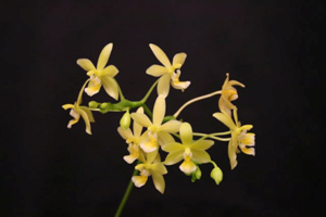 Phalaenopsis