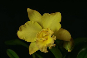 Image 6-4