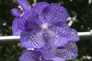 Vanda Relatives