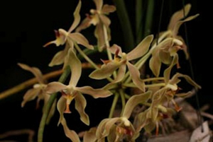 Paraphalaenopsis