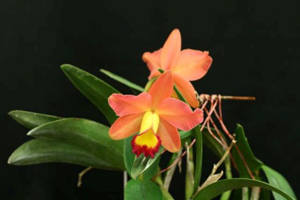 Image 7-5