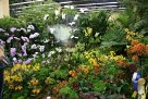 Orchid Growing Basics