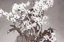 Growing Phalaenopsis