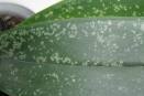 Beginner Series 14 - More Orchid Pests