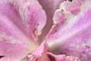 Beginner Series 17 - Orchid Virus