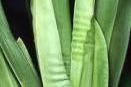 Beginner Series 6 - Accordion Pleating on Leaf from Too Little Water