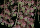 Spring into Action, Orchids Entering Prime Growing Season