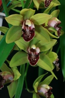 Cymbidium Culture