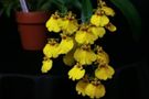 Oncidium Culture