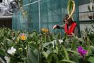 Water Quality and Fertilizer for Orchids